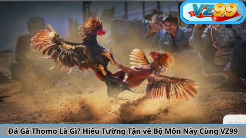 Đá Gà Thomo Là Gì? Hiểu Tường Tận về Bộ Môn Này Cùng VZ99 6 Đá Gà Thomo Là Gì? Hiểu Tường Tận về Bộ Môn Này Cùng VZ99