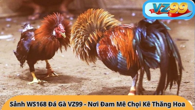 Sảnh WS168 Đá Gà VZ99 - Nơi Đam Mê Chọi Kê Thăng Hoa 5 Sảnh WS168 Đá Gà VZ99 - Nơi Đam Mê Chọi Kê Thăng Hoa