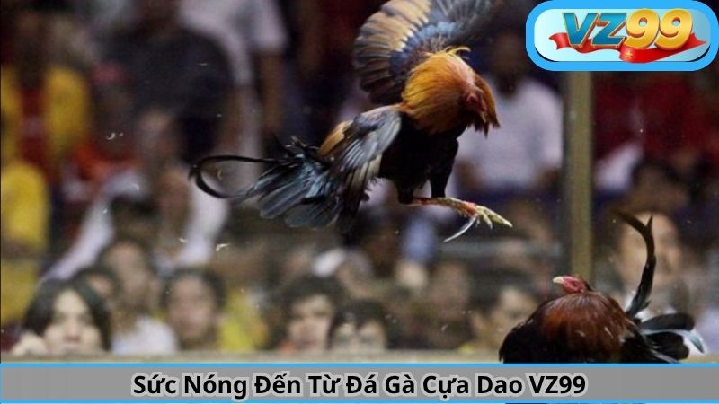 Sức Nóng Đến Từ Đá Gà Cựa Dao VZ99 7 Sức Nóng Đến Từ Đá Gà Cựa Dao VZ99