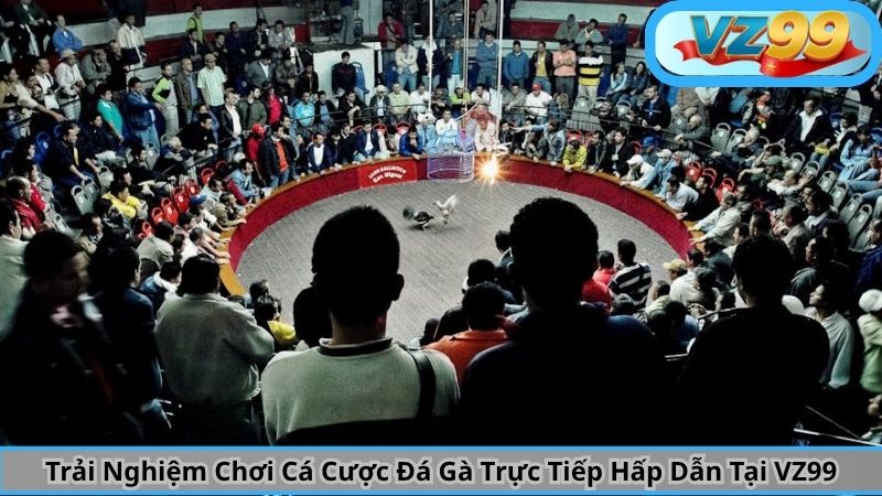 Trải Nghiệm Chơi Cá Cược Đá Gà Trực Tiếp Hấp Dẫn Tại VZ99 8 Trải Nghiệm Chơi Cá Cược Đá Gà Trực Tiếp Hấp Dẫn Tại VZ99