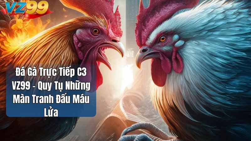 Đá Gà Trực Tiếp C3 VZ99 – Quy Tụ Những Màn Tranh Đấu Máu Lửa