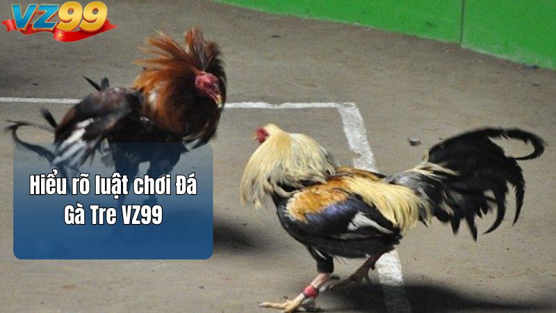 Hiểu rõ luật chơi Đá Gà Tre VZ99